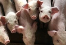 贵州一学校给优等生发猪肉作为奖励