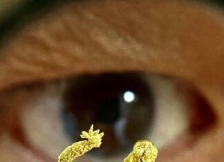 像眼睛那麼小的黃金龍，讓人看得目瞪口呆！