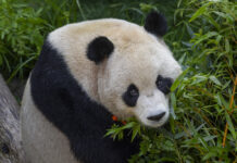 美動物園為大熊貓“雲川”和“鑫寶”打造大四倍的新家