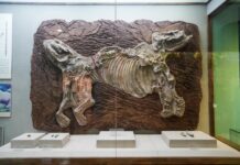 海外華文媒體探秘中國“化石之鄉”山西榆社