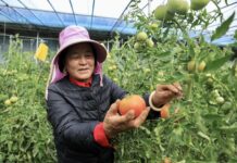 農業“新物種”賦能川西高原鄉村振興