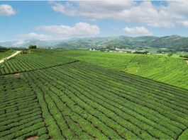 (走進中國鄉村)廣西象州古琶茶:老技藝吸引年輕人 促農文旅融合助致富