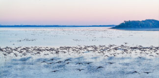 ”中國鶴湖”迎候鳥遷徙高峰 生態紅利帶來“觀鳥流量”