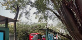 突發:廣州流花湖公交站大樹倒伏壓中公車,站牌受損,早高峰交通嚴重受阻