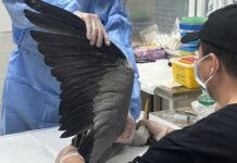 生态改善促种群恢复 野生动物频现北京城区