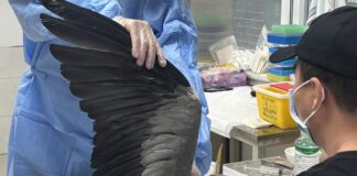 生态改善促种群恢复 野生动物频现北京城区