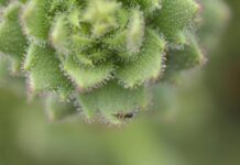 中國青藏高原發現新食蟲植物譜系 證實達爾文150多年前預測